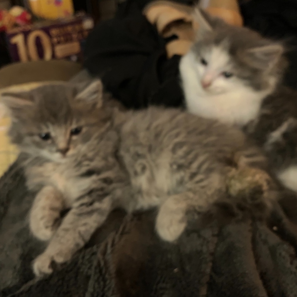 DON'T BE SCAREDY CATS...MAKE ME OFFERS!